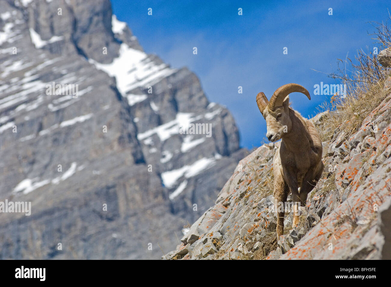 Un younge Rocky Mountain pecore pascola su un lato della montagna a Kananaskis Country, Alberta, Canada. Foto Stock
