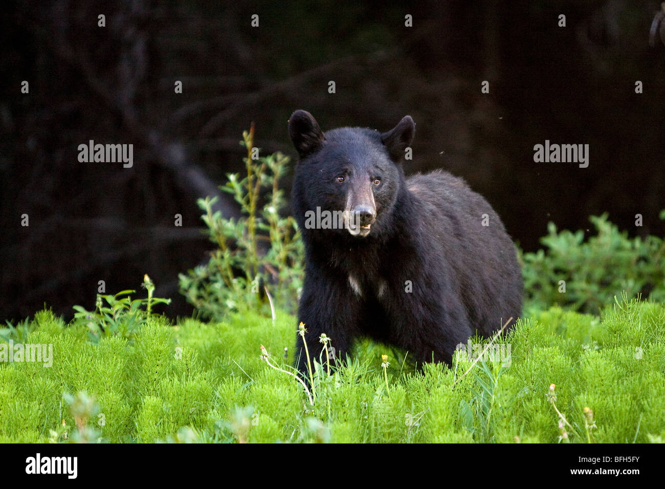 Un younge black bear sfiora il tarassaco a Kananaskis, Alberta, Canada Foto Stock