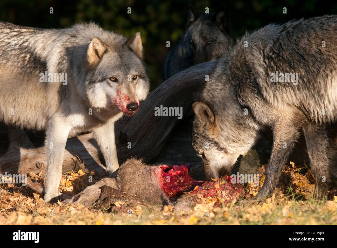 Pack di legname o grigio, lupi con un cervo uccidere. Foto Stock