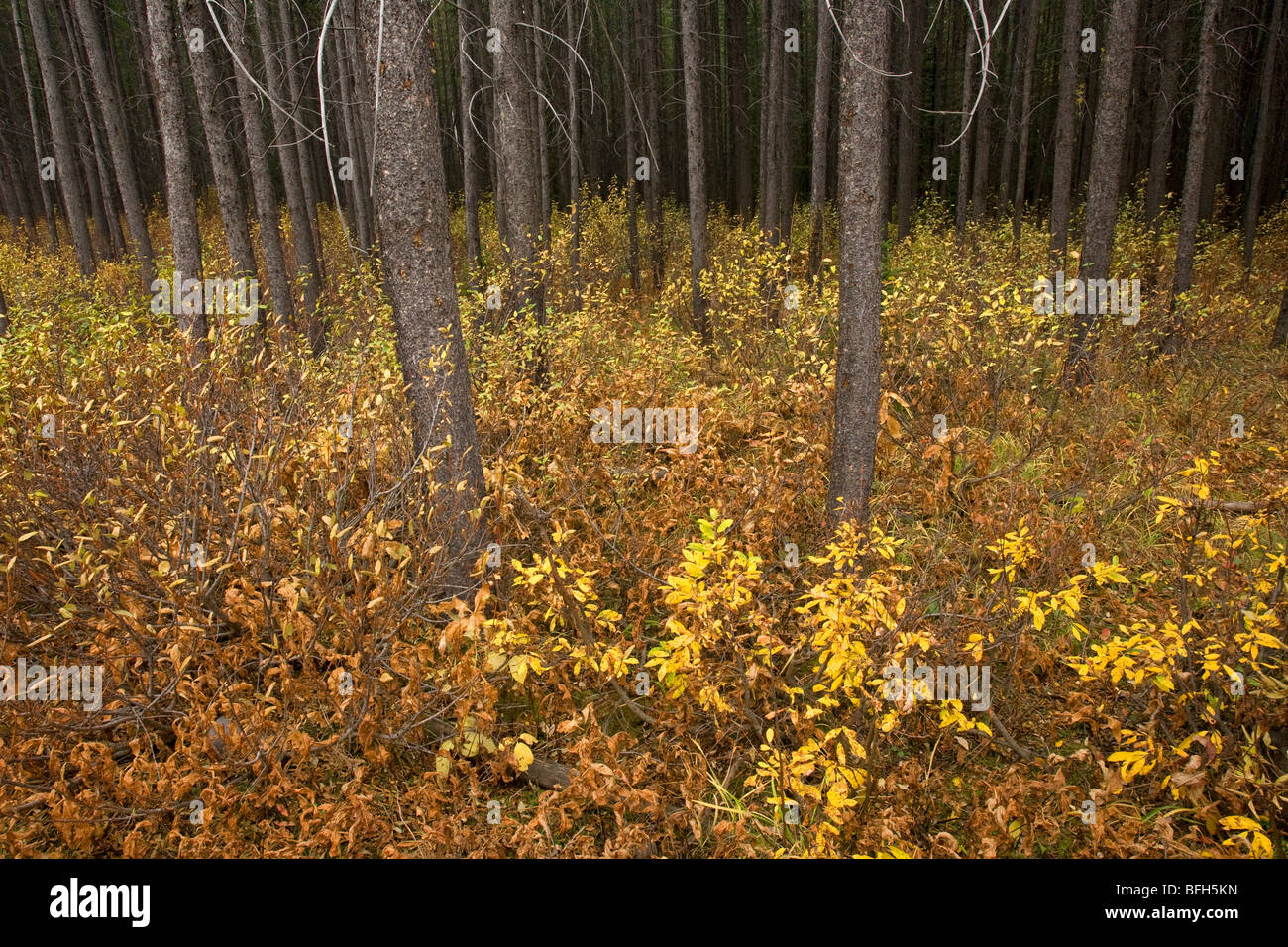 I colori dell'autunno nel sottobosco di una foresta di pini nel paese Kananasis, Alberta, Canada Foto Stock