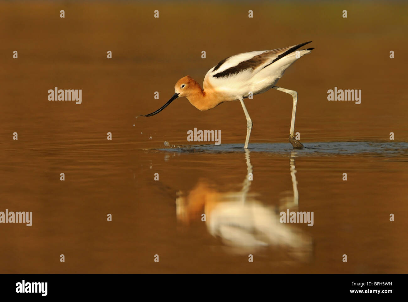 American Avocet (Recurvirostra americana) alimentazione a San Joaquin Marsh Orange County, CA, Stati Uniti d'America Foto Stock