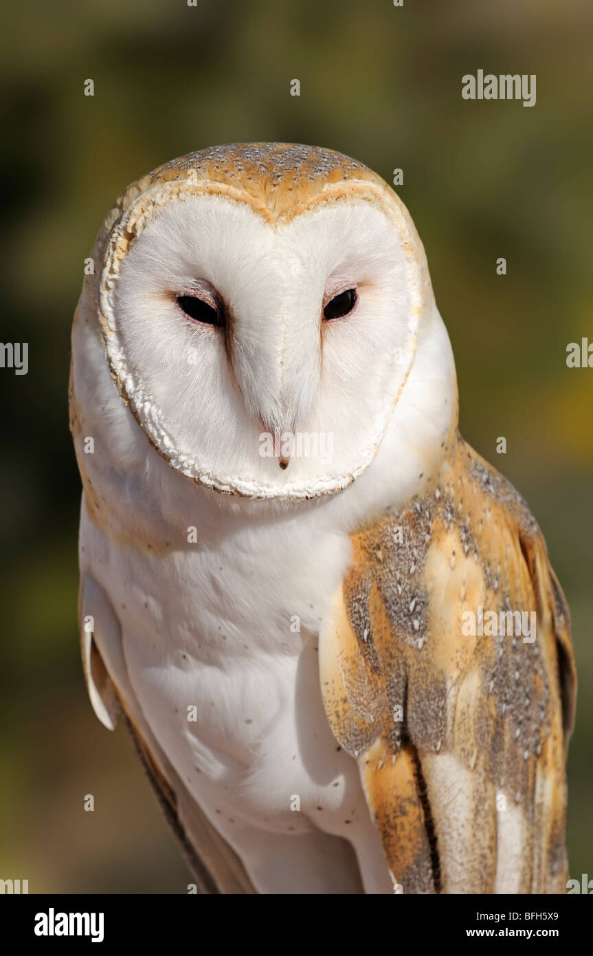 Il barbagianni (Tyto alba) al Deserto Sonoran Museum, Tucson, Arizona, Stati Uniti d'America Foto Stock