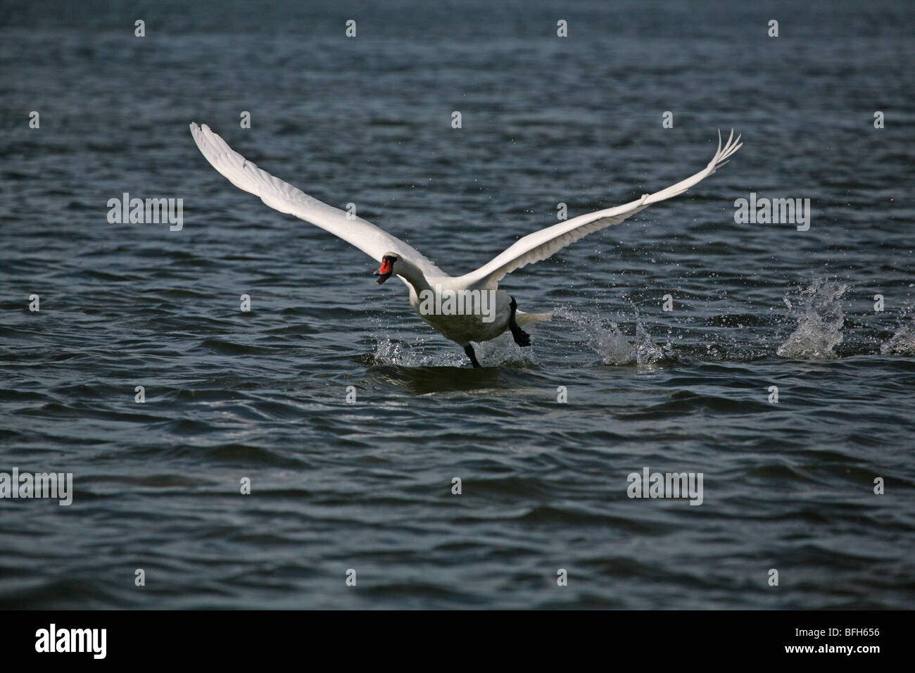 Un cigno selvatico. Il fiume Volga, la zona di Astrakhan, Russia. Foto Stock