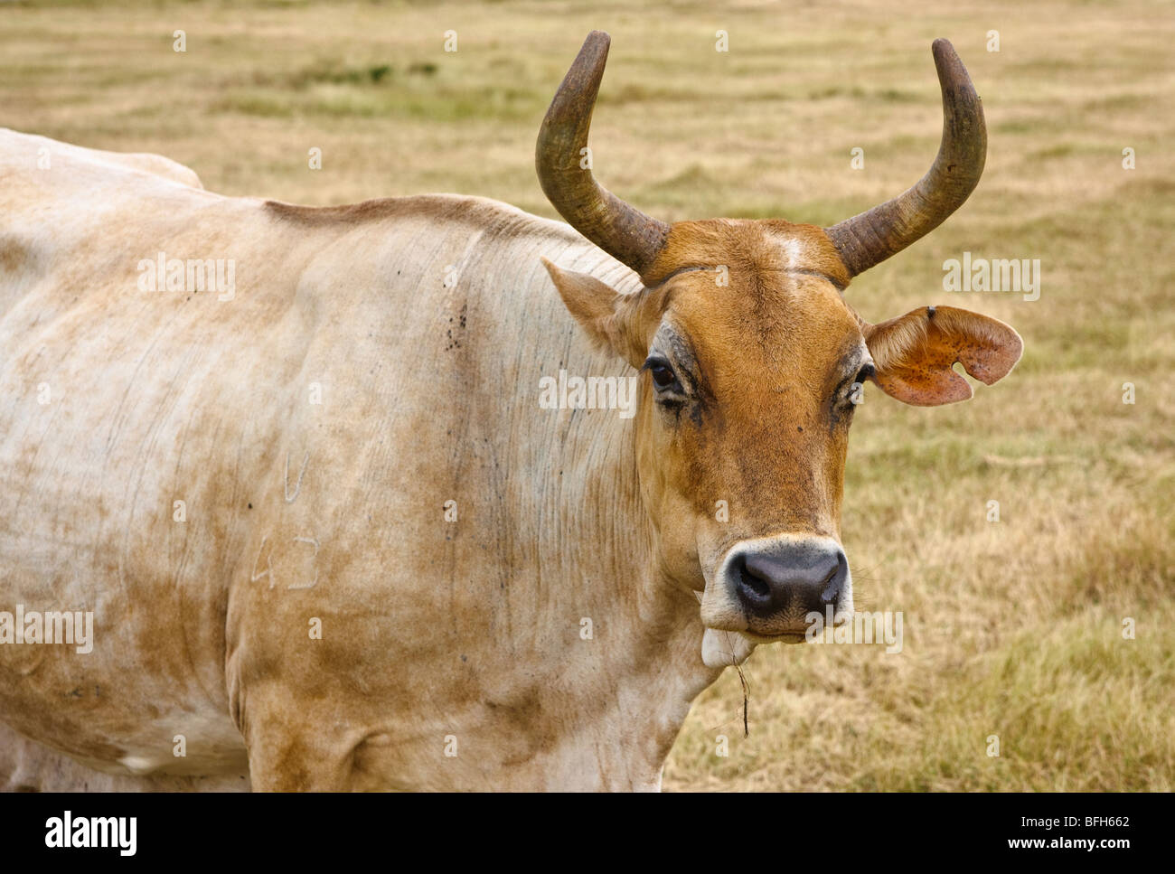 Il pascolo di vacca in campo aperto, La Habana Province, Cuba. Orario invernale, erba secca. Foto Stock