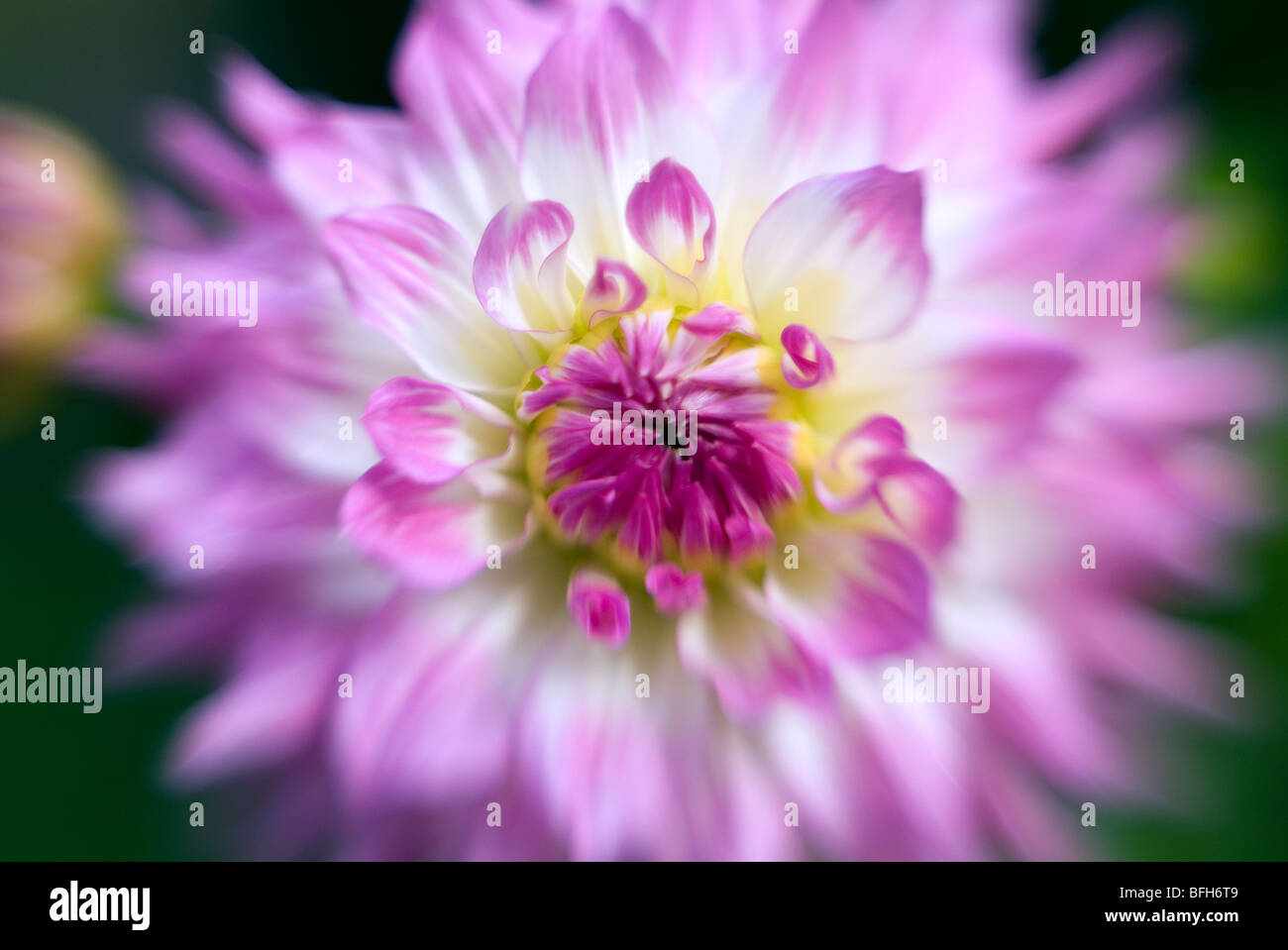 Close-up di bianco e viola Fiore Dahlia. Foto Stock