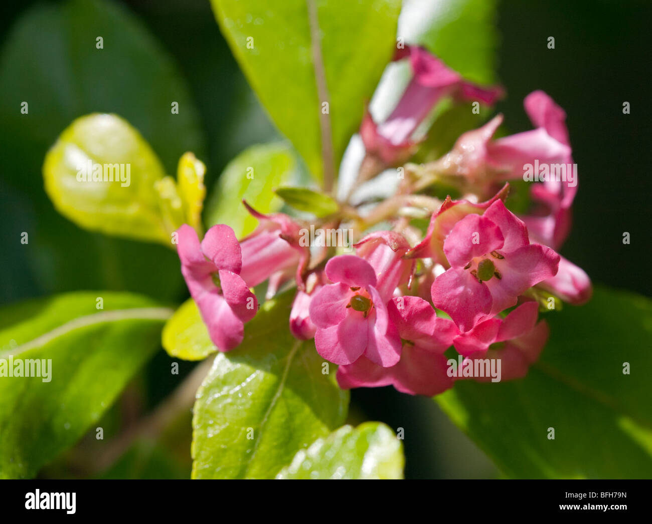 Escallonia Apple Blossom Foto Stock
