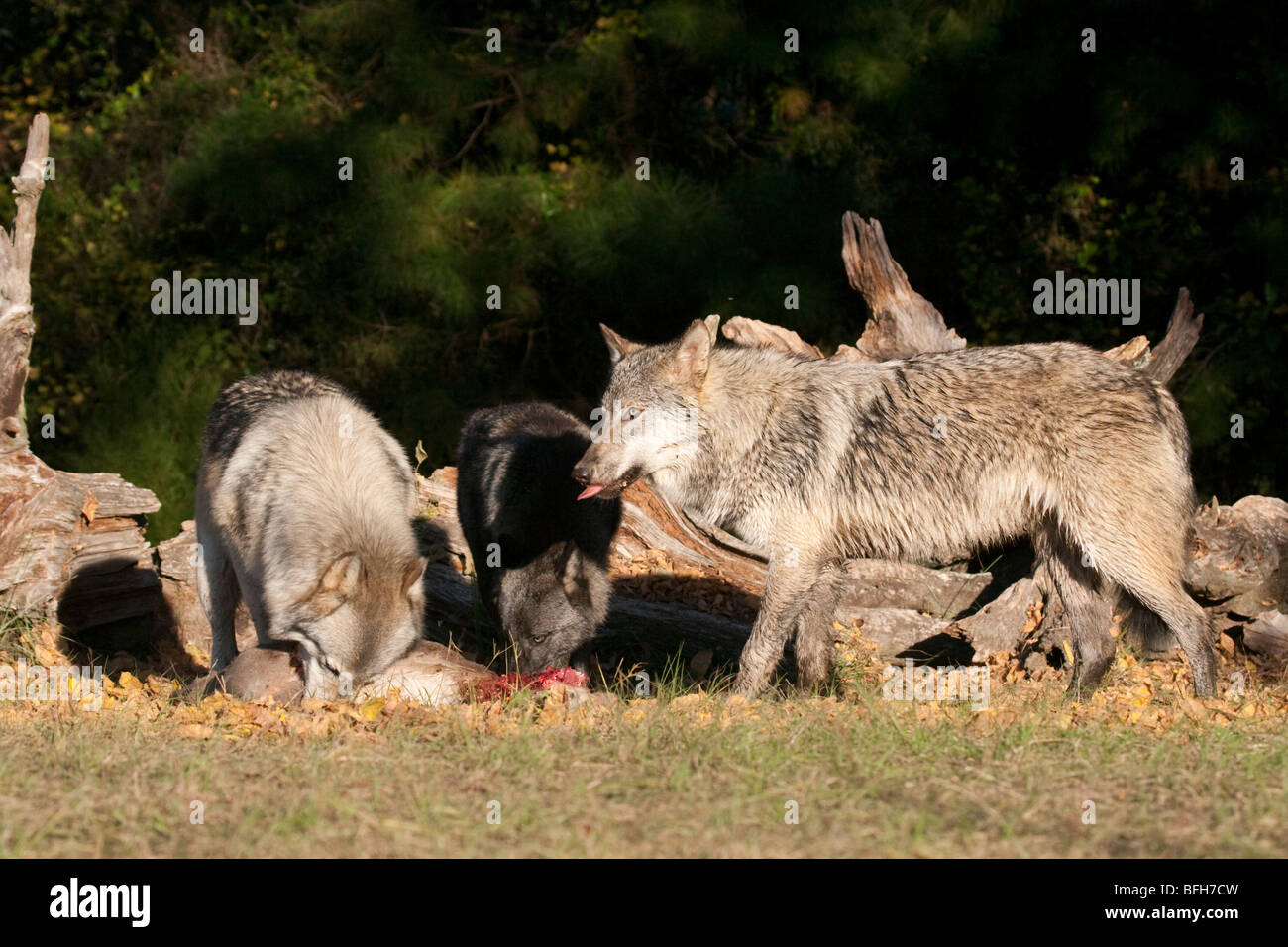 Pack di legname o grigio, lupi con un cervo uccidere. Foto Stock