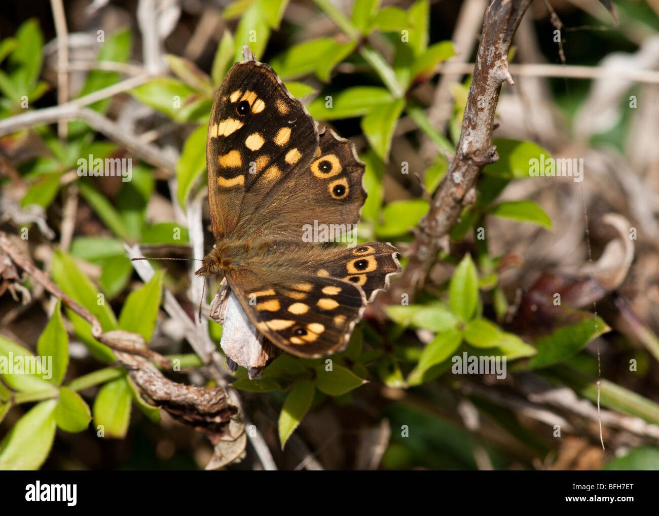 Chiazzato legno butterfly, Pararga aegeria, sulle isole Scilly Foto Stock