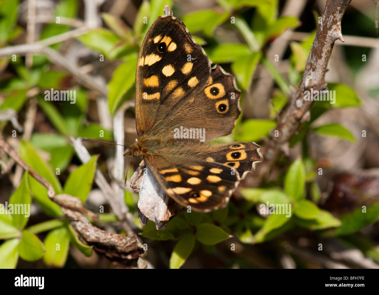 Chiazzato legno butterfly, Pararga aegeria, sulle isole Scilly Foto Stock