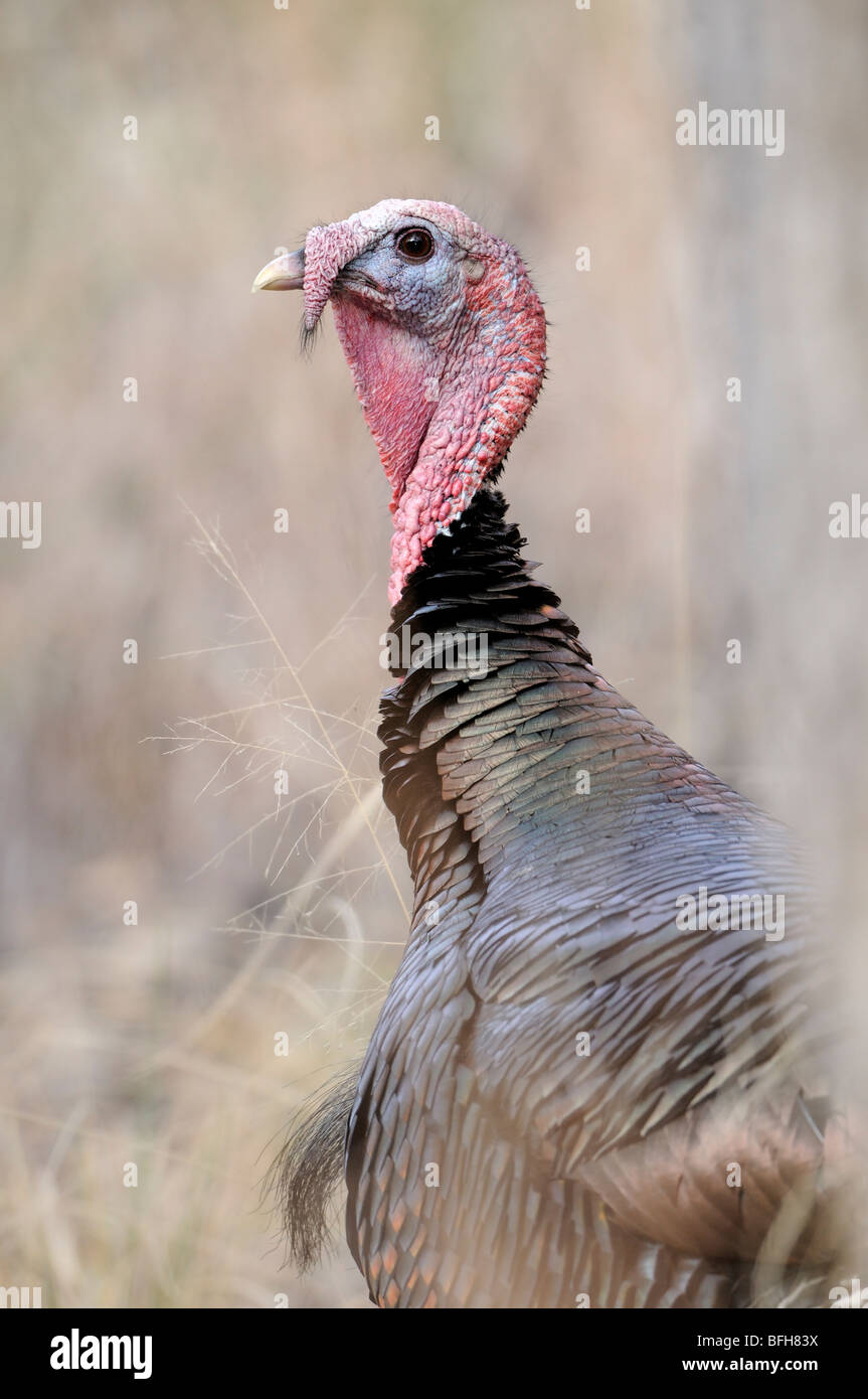 Maschio il tacchino selvatico (Meleagris gallopavo) a Madera Canyon, Arizona, Stati Uniti d'America Foto Stock