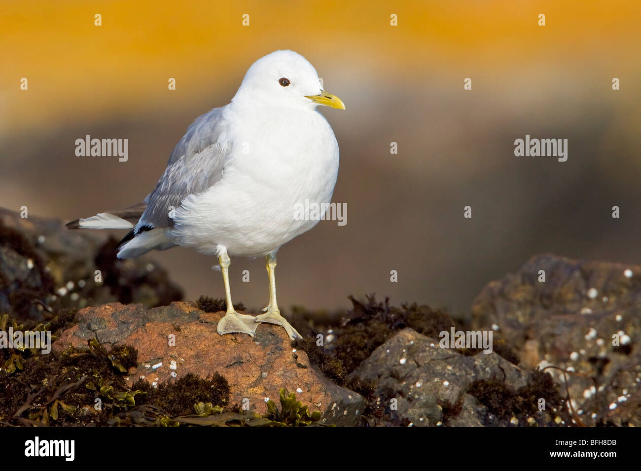 Mew Gull (Larus canus) arroccata su una roccia a Victoria, BC, Canada. Foto Stock