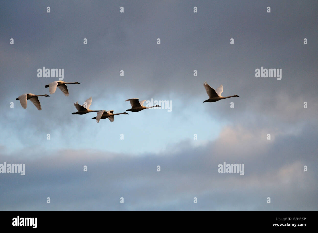 Sei cigni in volo su Cowichan Bay, BC. Foto Stock