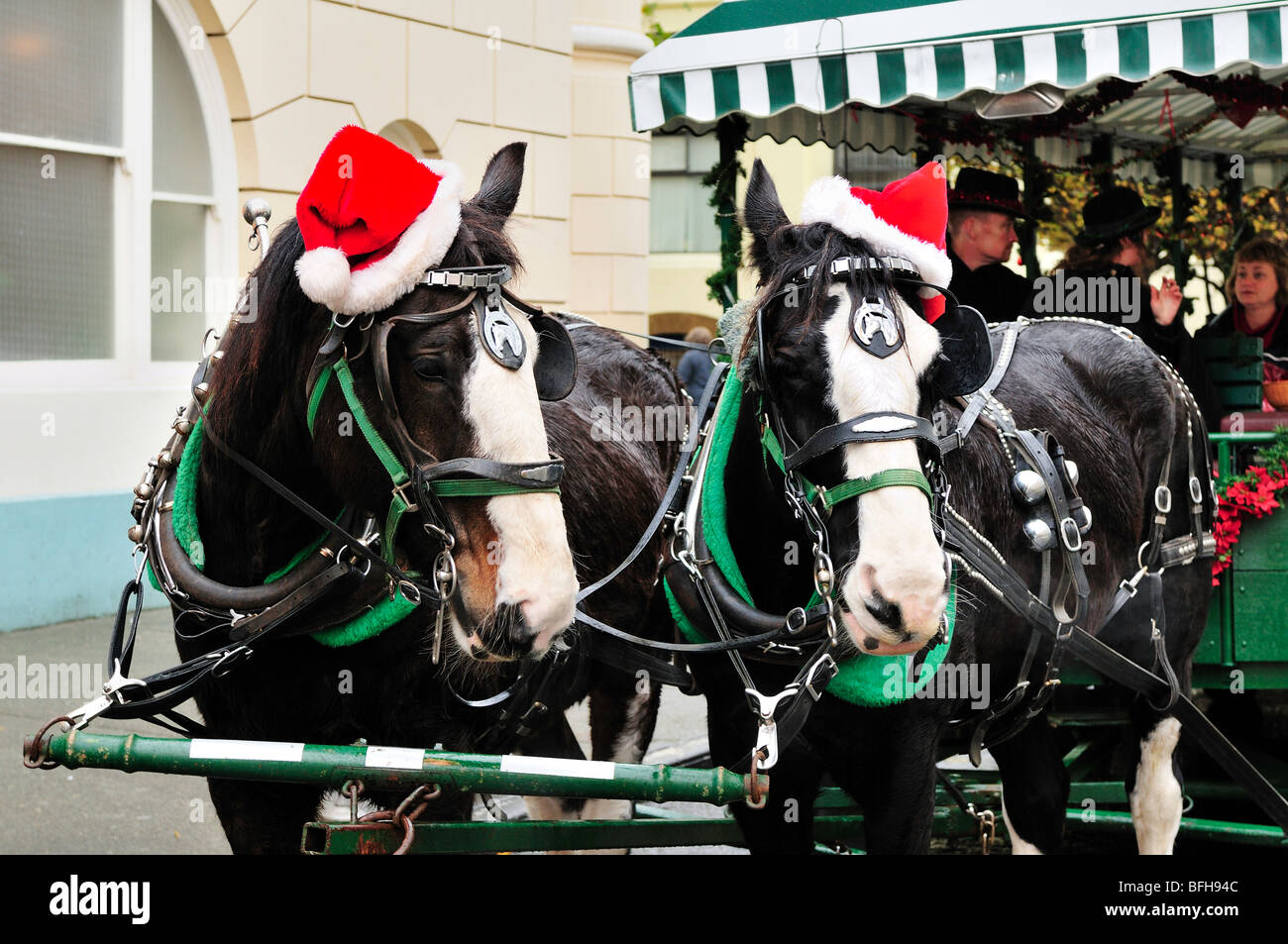Cavalli con un carro trainato da cavalli con cappelli di Babbo Natale sulle loro teste a tempo di Natale in Victoria, BC Foto Stock