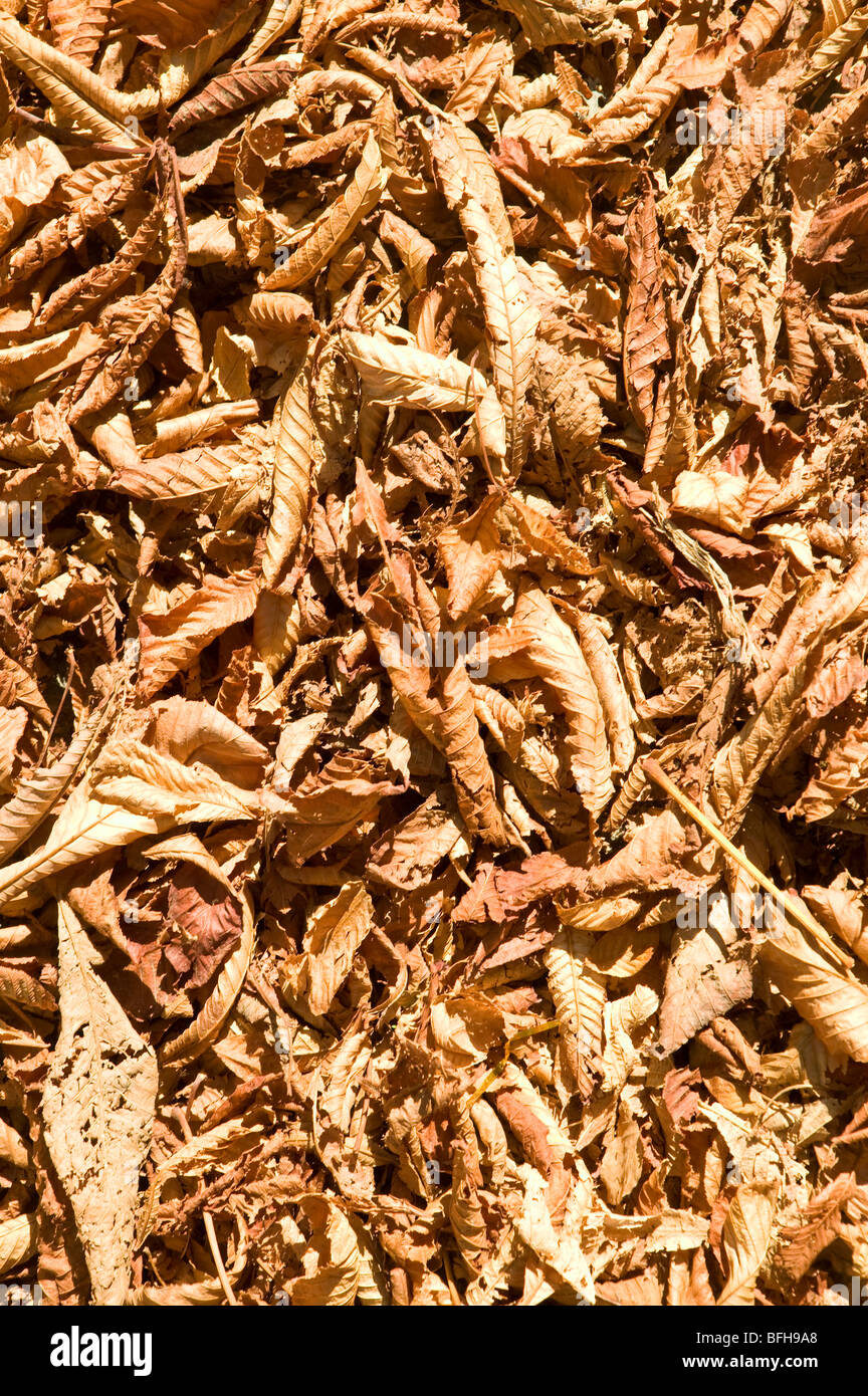 Foglie di lettiera natura texture brown Foto Stock