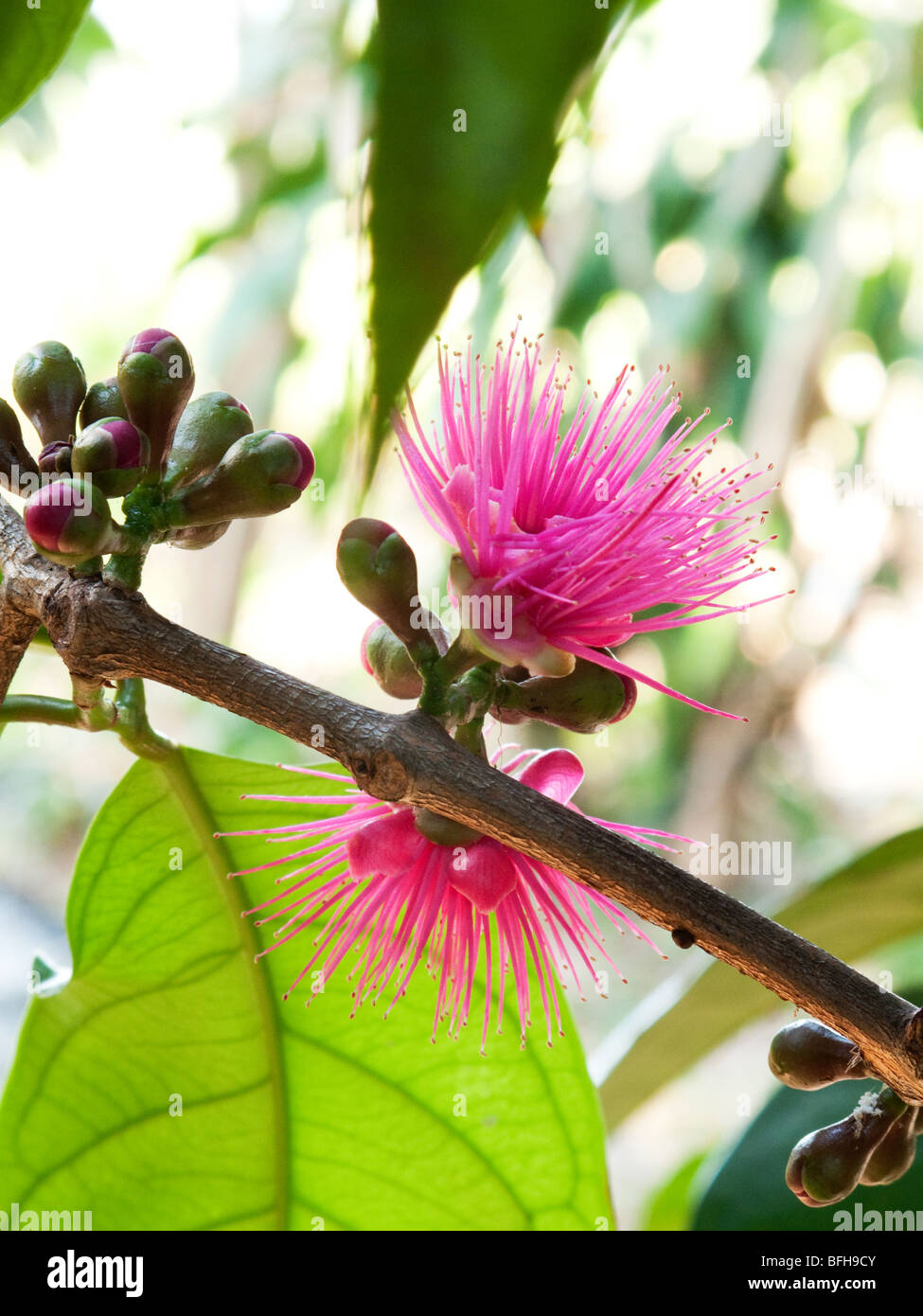 Blossom Otaheite Apple - chiamato anche Apple Malay. La pianta può essere utilizzata come un rimedio per il diabete e costipazione. Foto Stock