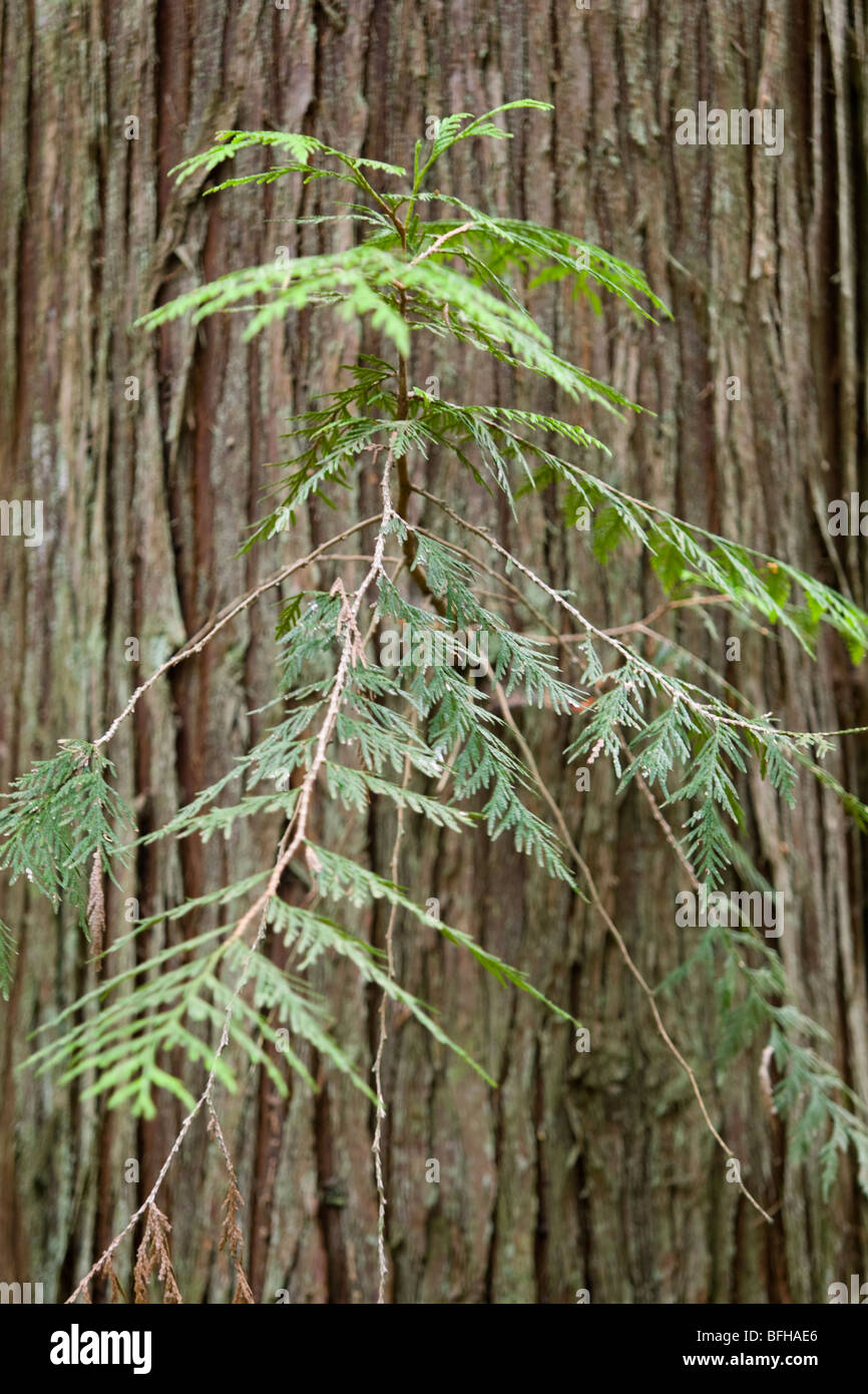 Western Red Cedar (Thuja plicata) cresce ampiamente sulla costa ovest della British Columbia Vancouver Island British Columbia Canada. Foto Stock