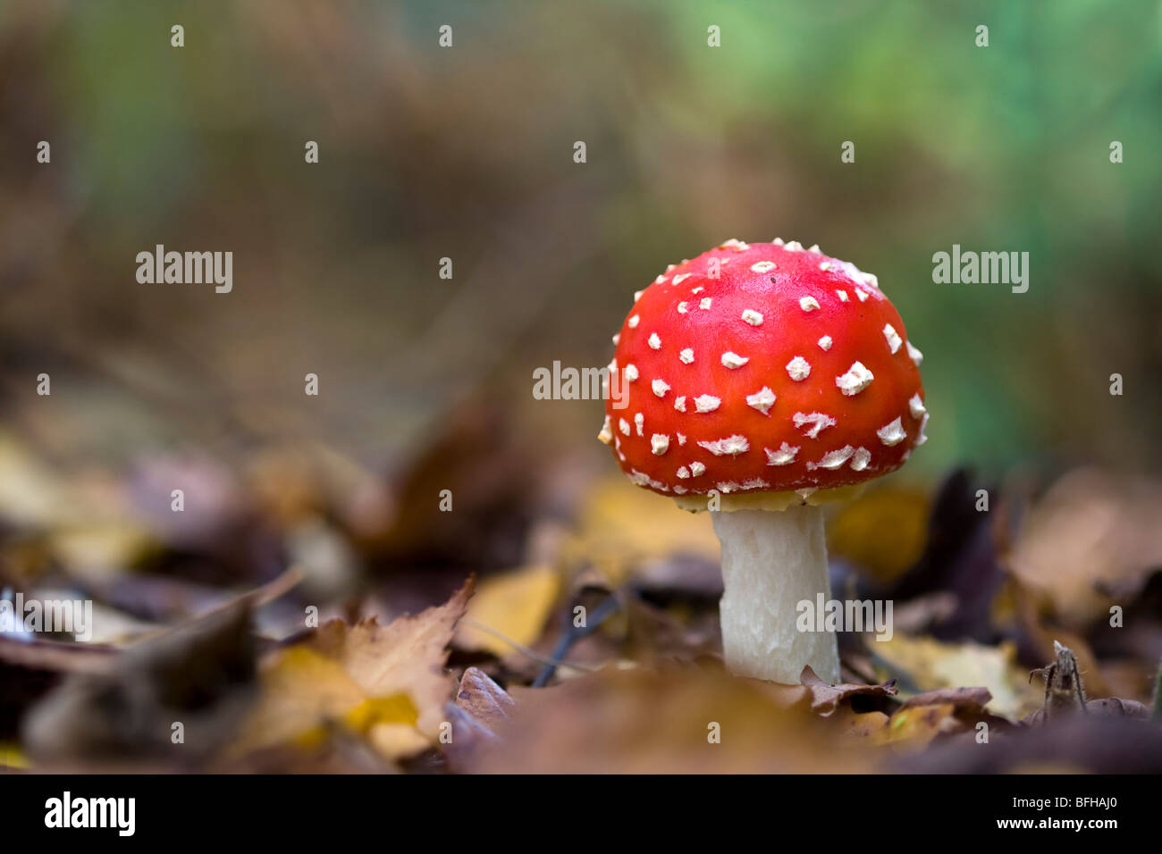 Fly agaric funghi Foto Stock