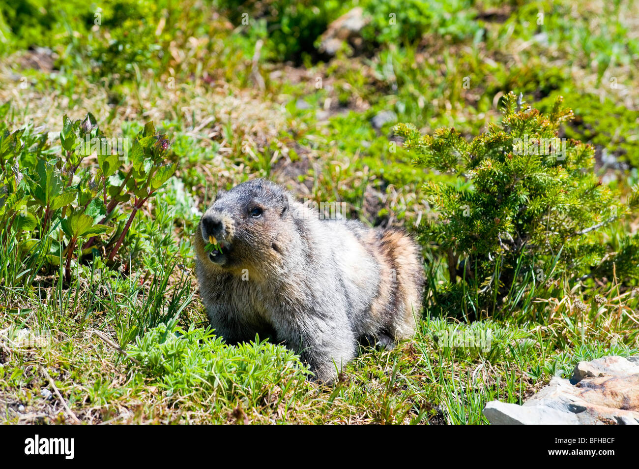 Un annoso marmotta (Marmota caligata) in Garibaldi Provincial Park vicino a Whistler BC. Foto Stock