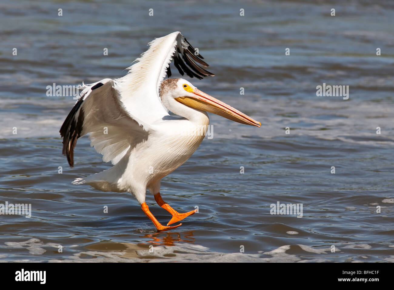 Americano bianco Pelican atterraggio sul Fiume Rosso. Lockport, Manitoba, Canada. Foto Stock