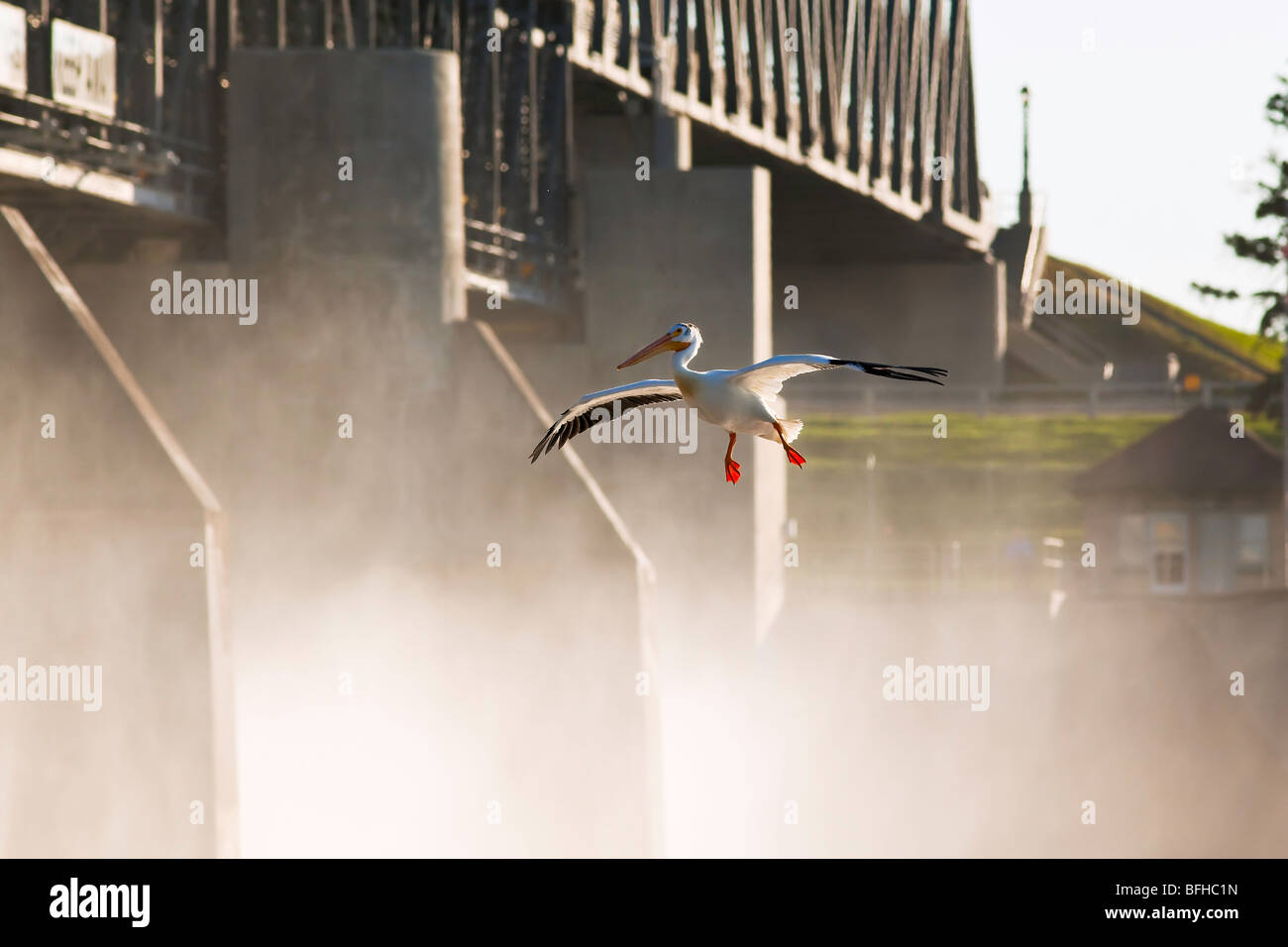 Americano bianco Pelican atterraggio sul Fiume Rosso. St Andrews Lock e diga un sito storico nazionale situato in Lockport Manitoba può Foto Stock