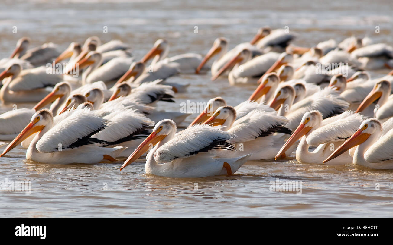 American pellicani bianchi sul Fiume Rosso. Lockport, Manitoba, Canada. Foto Stock