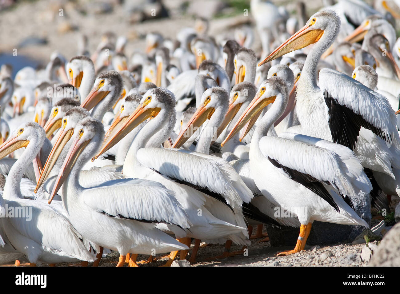 American pellicani bianchi sulla banca del fiume Rosso. Lockport, Manitoba, Canada. Foto Stock
