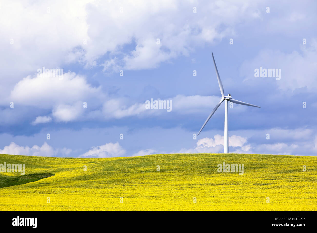 L'energia eolica turbina e Canola Field, in un giorno di tempesta. San Leon, Manitoba, Canada. Foto Stock