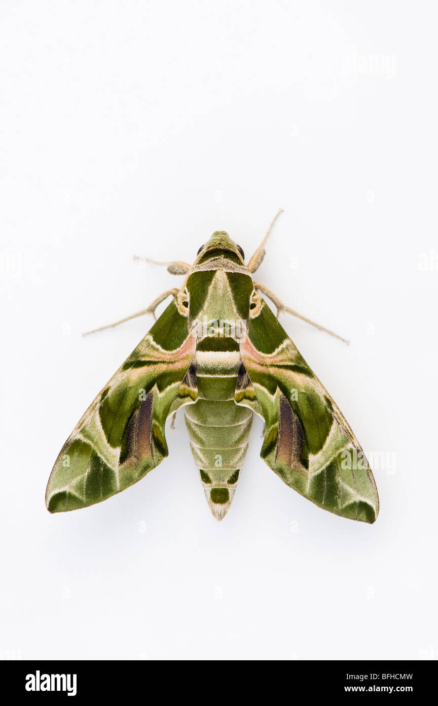 Daphnis nerii. Oleandro Hawk moth su sfondo bianco Foto Stock