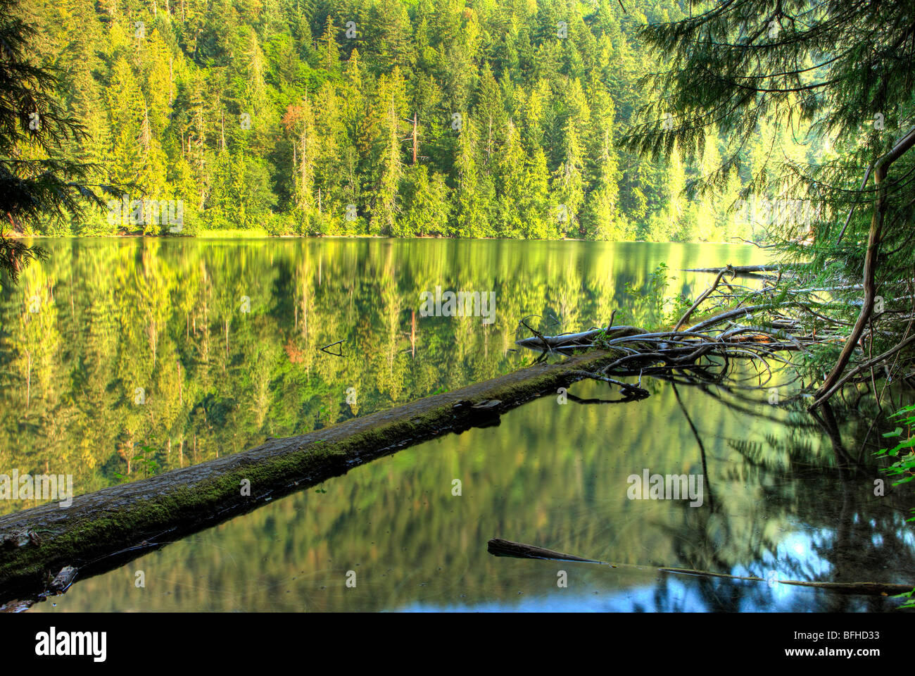 Cattedrale Grove, Isola di Vancouver, British Columbia, Canada Foto Stock