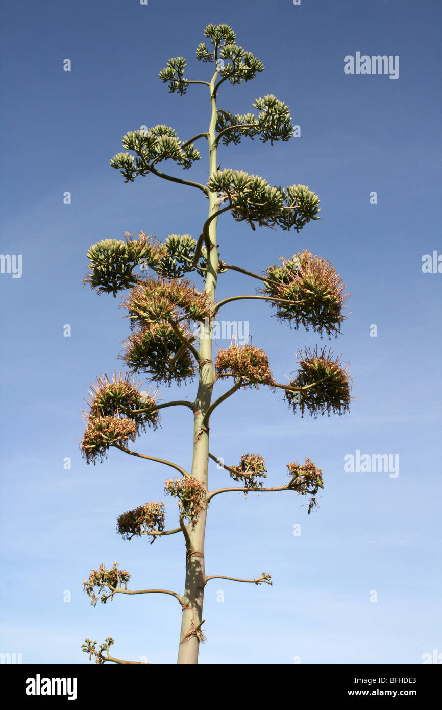 Sisal agave sisalana infiorescenza prese vicino Mbuli, Tanzania Foto Stock