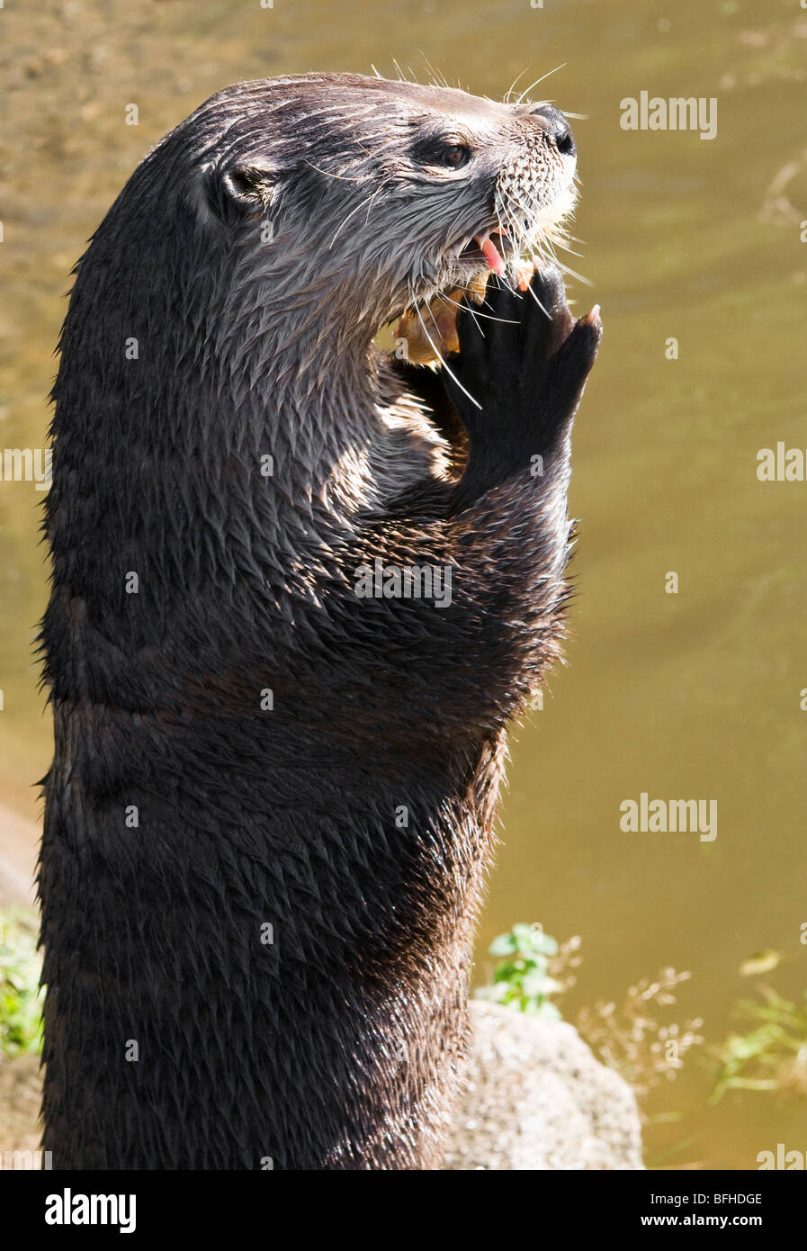 Lontra canadese alimentare Foto Stock