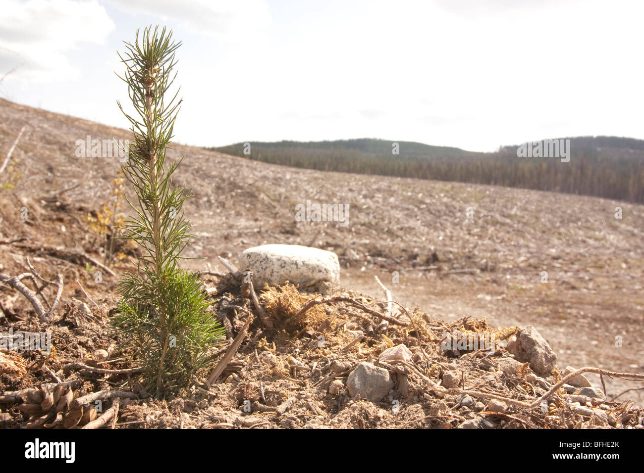 Una nuova generazione di alberi è data la possibilità di crescere in un taglio chiaro in B.C Foto Stock