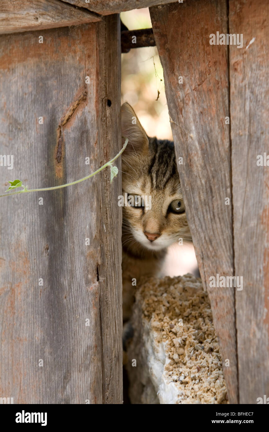 Gatti della Grecia. Foto Stock