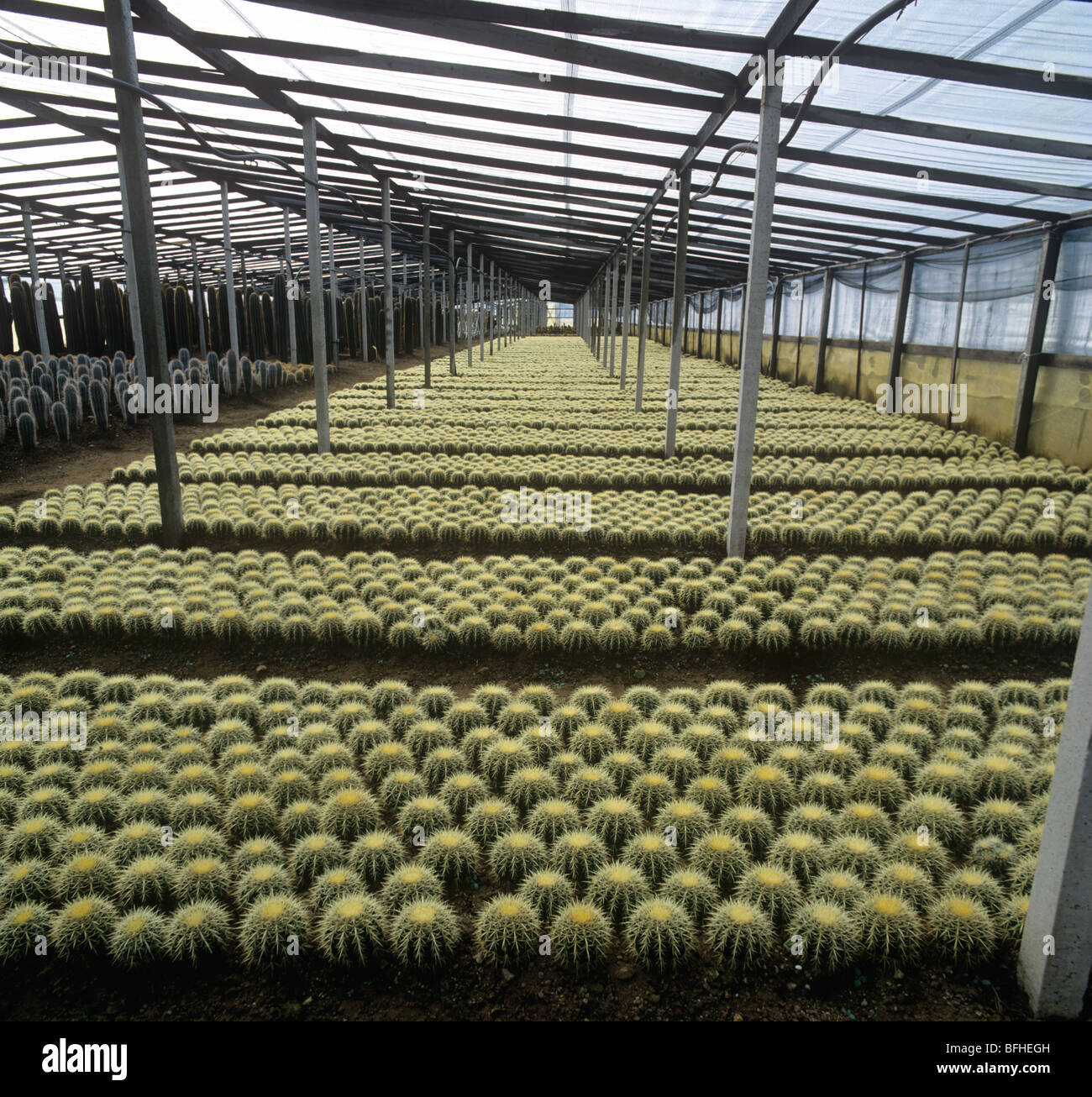 Vivaio di cactus con Echinocactus crusari crescendo in una serra, Sicilia, Italia Foto Stock