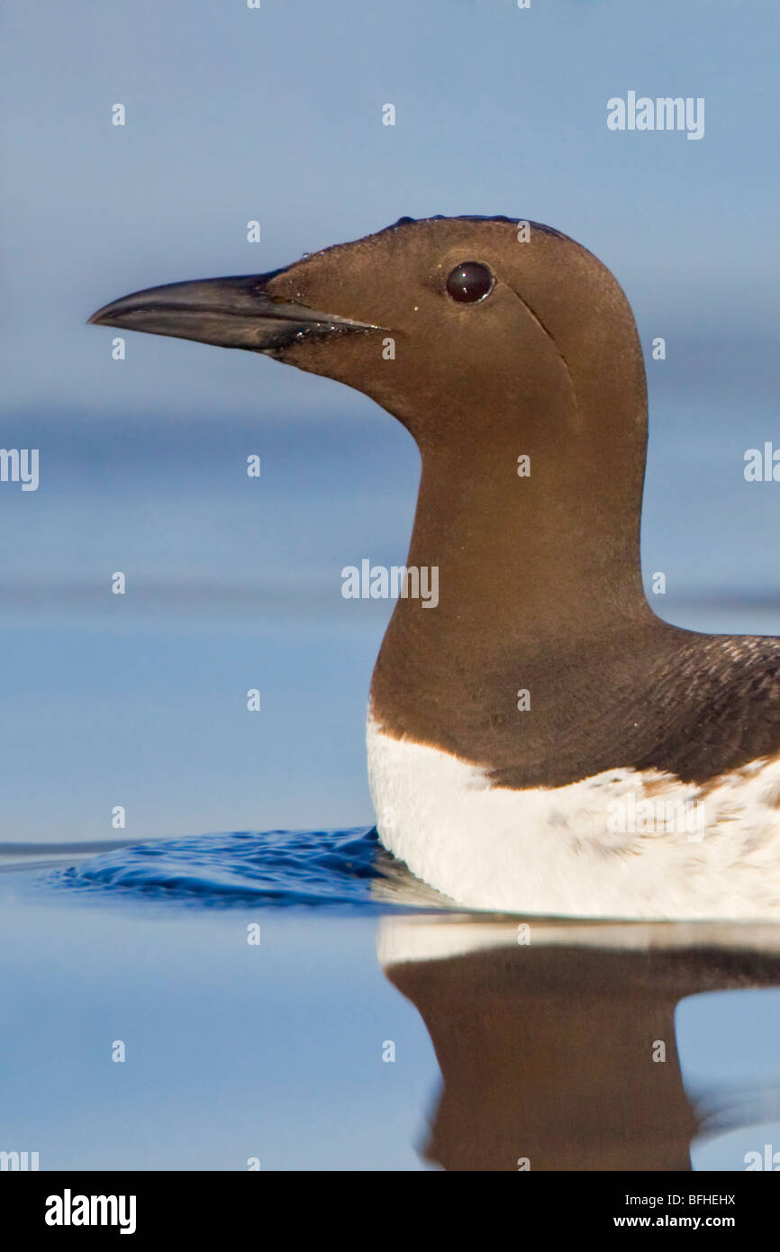 Murre comune (Uria aalge) nuotare nell'oceano vicino a Victoria, BC, Canada. Foto Stock