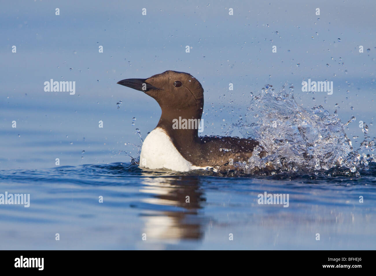 Murre comune (Uria aalge) nuotare nell'oceano vicino a Victoria, BC, Canada. Foto Stock