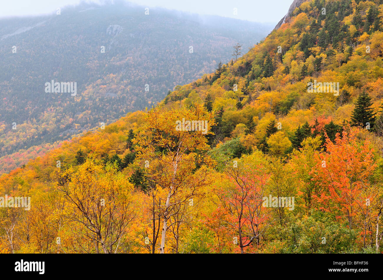 Giallo Colore di autunno è saturo di foggy meteo nelle White Mountains del Adirondack catena montuosa del New Hampshire, Stati Uniti d'America. Foto Stock