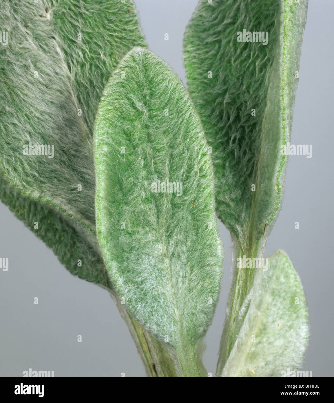 Foglia morbido peli sulla parte inferiore di agnello le orecchie (Stachys byzantina) lascia Foto Stock