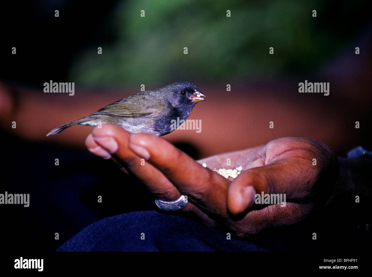 Nero-di fronte grassquit, tiaris bicolor, città di acciuga, Giamaica Foto Stock
