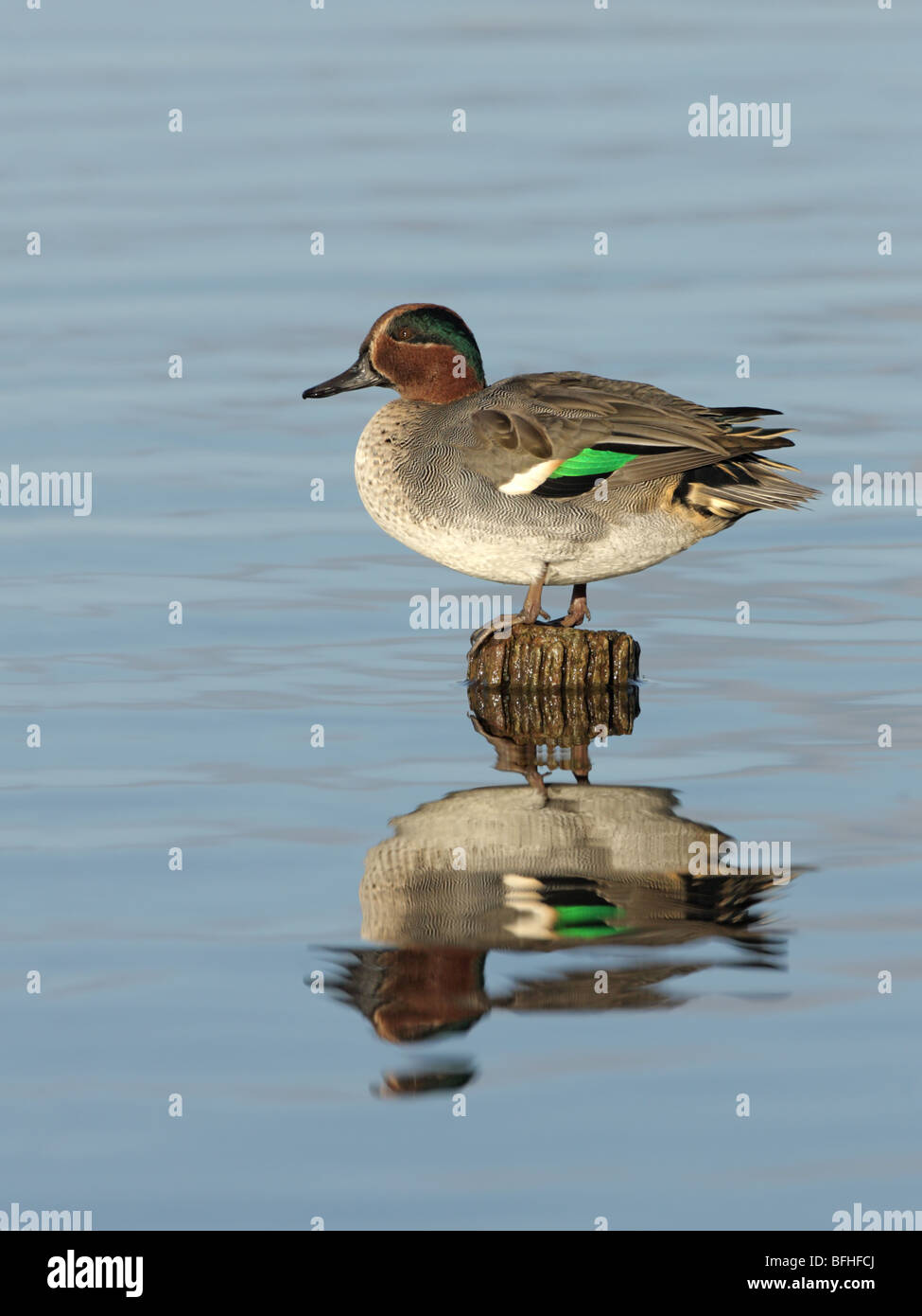 Teal, Anas crecca, Drake in piedi sul ceppo di legno Foto Stock