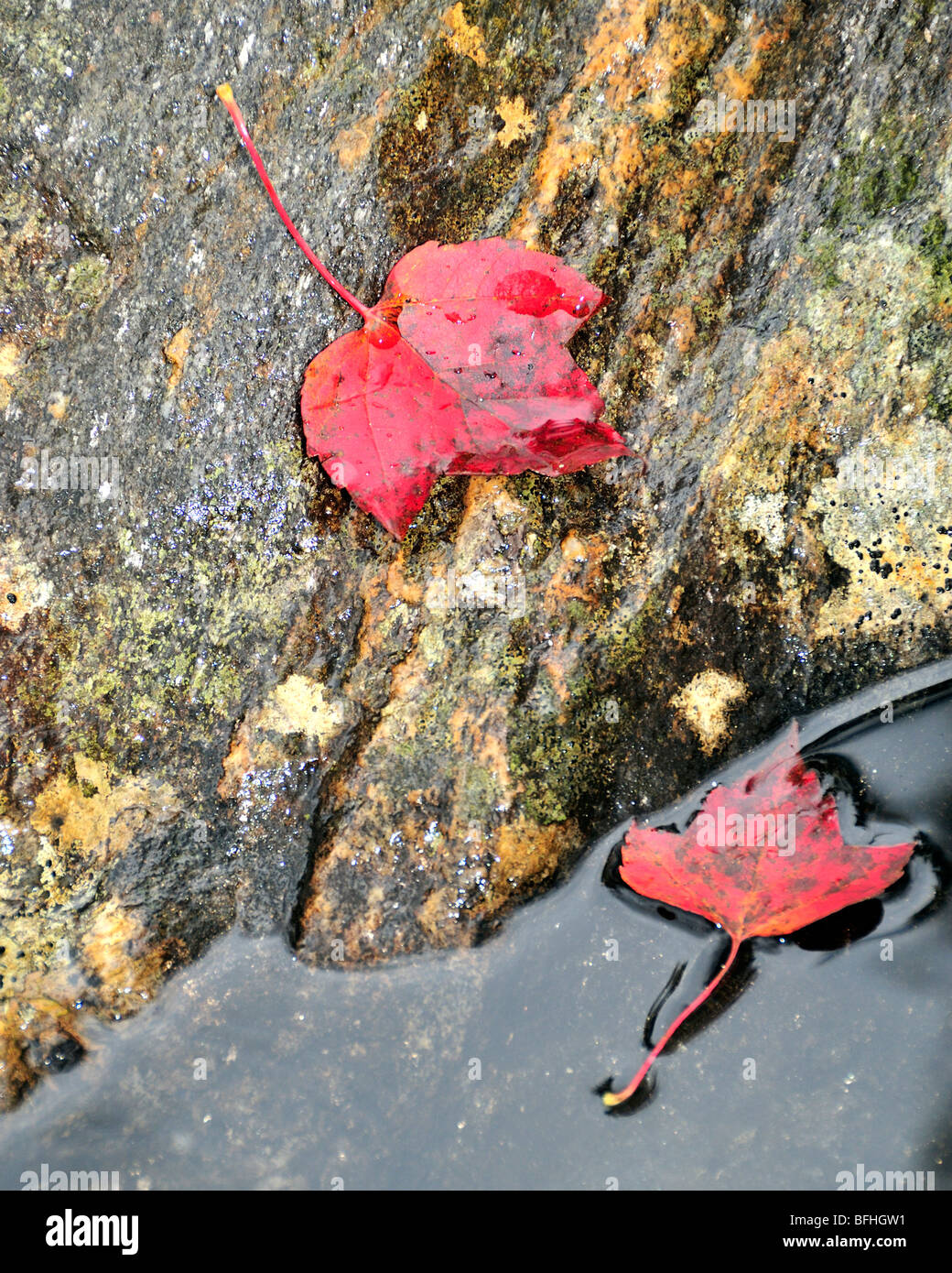 Due scarlet maple Foglie di autunno poggiano su un masso e in acqua nel New Hampshire, Stati Uniti d'America. Closeup, Foto Stock