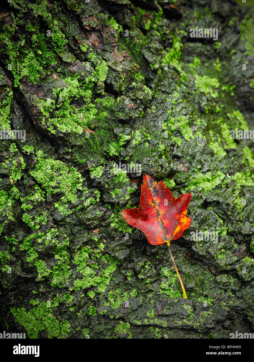 Red Maple Leaf & Verde muschio sulla corteccia di albero, in Pennsylvania, STATI UNITI D'AMERICA Foto Stock