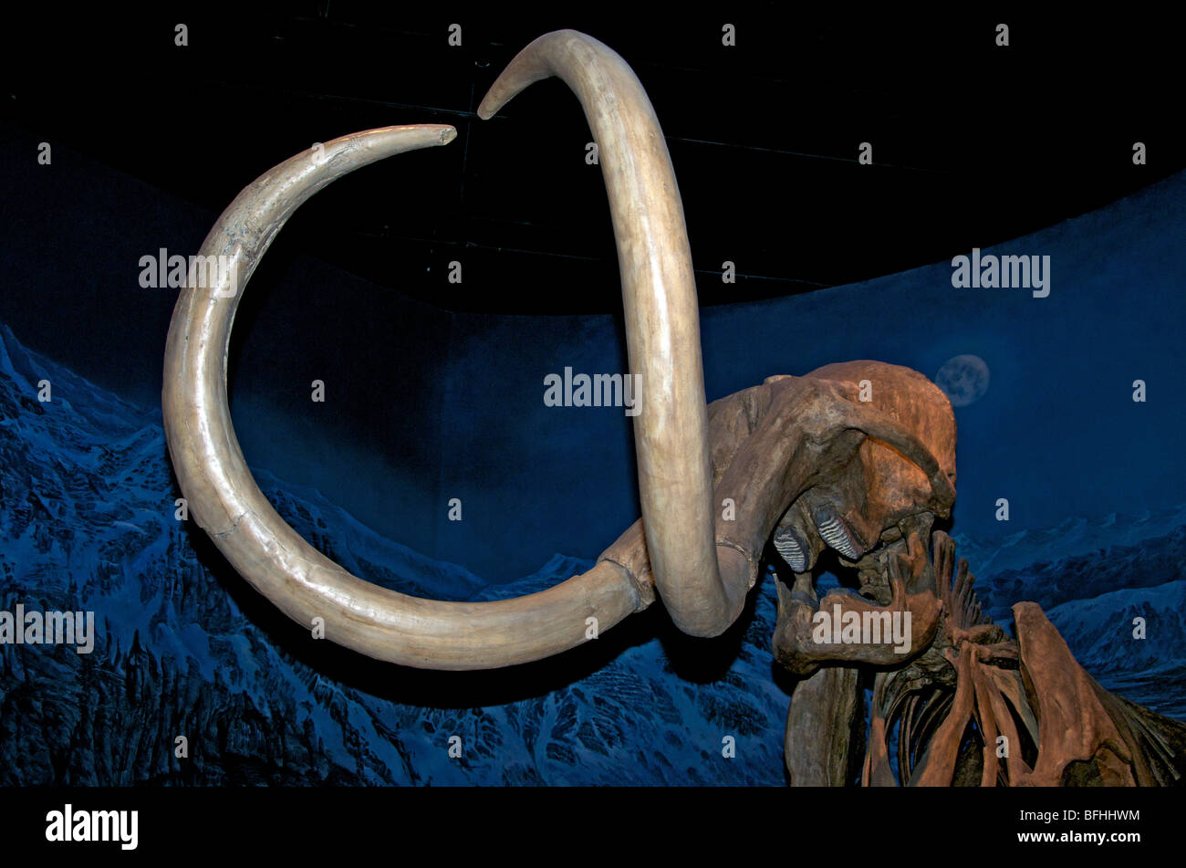 I mammut lanosi scheletro (Mammuthus primigenius), Royal Tyrrell Museum, Drumheller, Alta, Canada Foto Stock