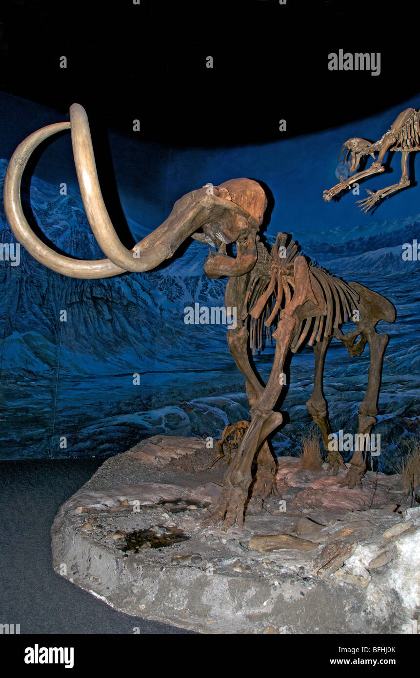 I mammut lanosi scheletro (Mammuthus primigenius), i Royal Tyrrell Museum, Drumheller, Alta, Canada Foto Stock