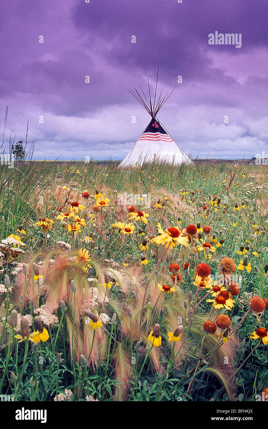 Aborigeni teepee indiano nel campo della Lazy Susan e prateria di finocchio, Alberta, Canada Foto Stock