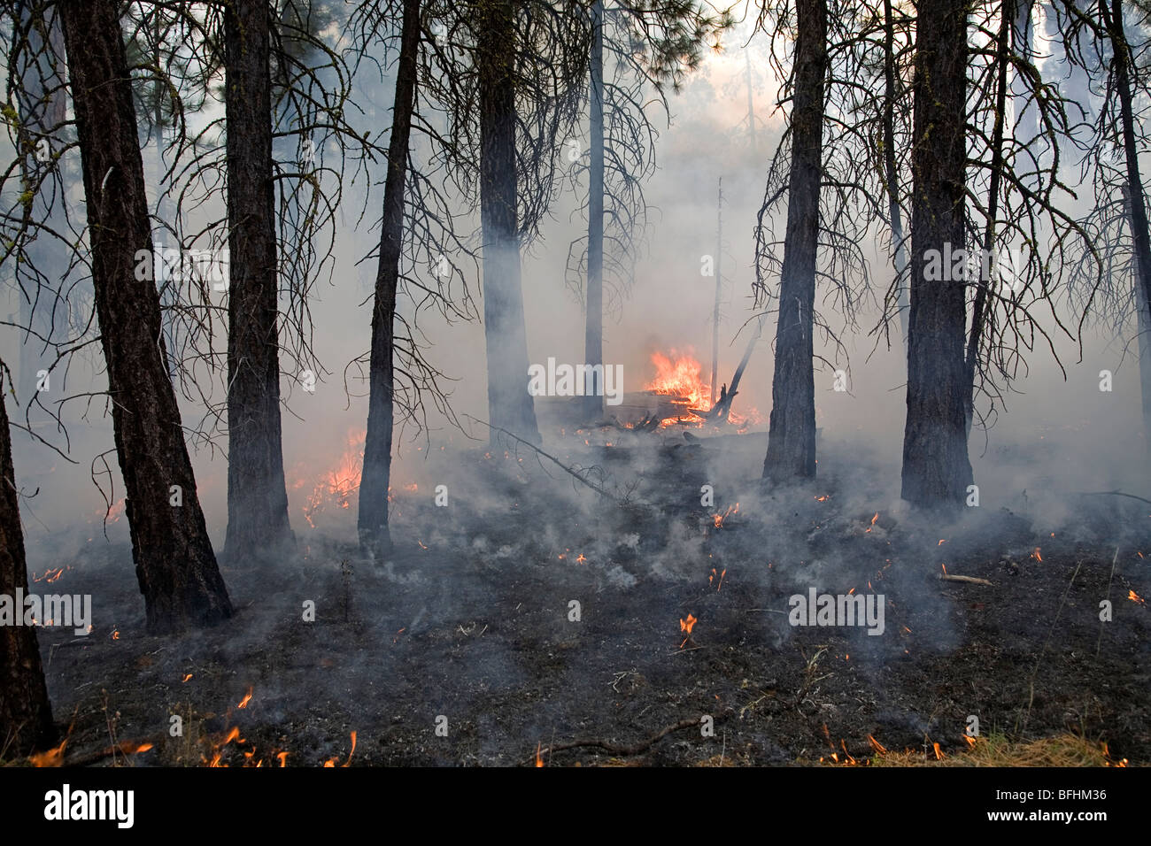 Un incendio in un bosco o wildfire spazia attraverso un bosco di pini e abeti della foresta nel Cascade Mountains di Oregon Foto Stock