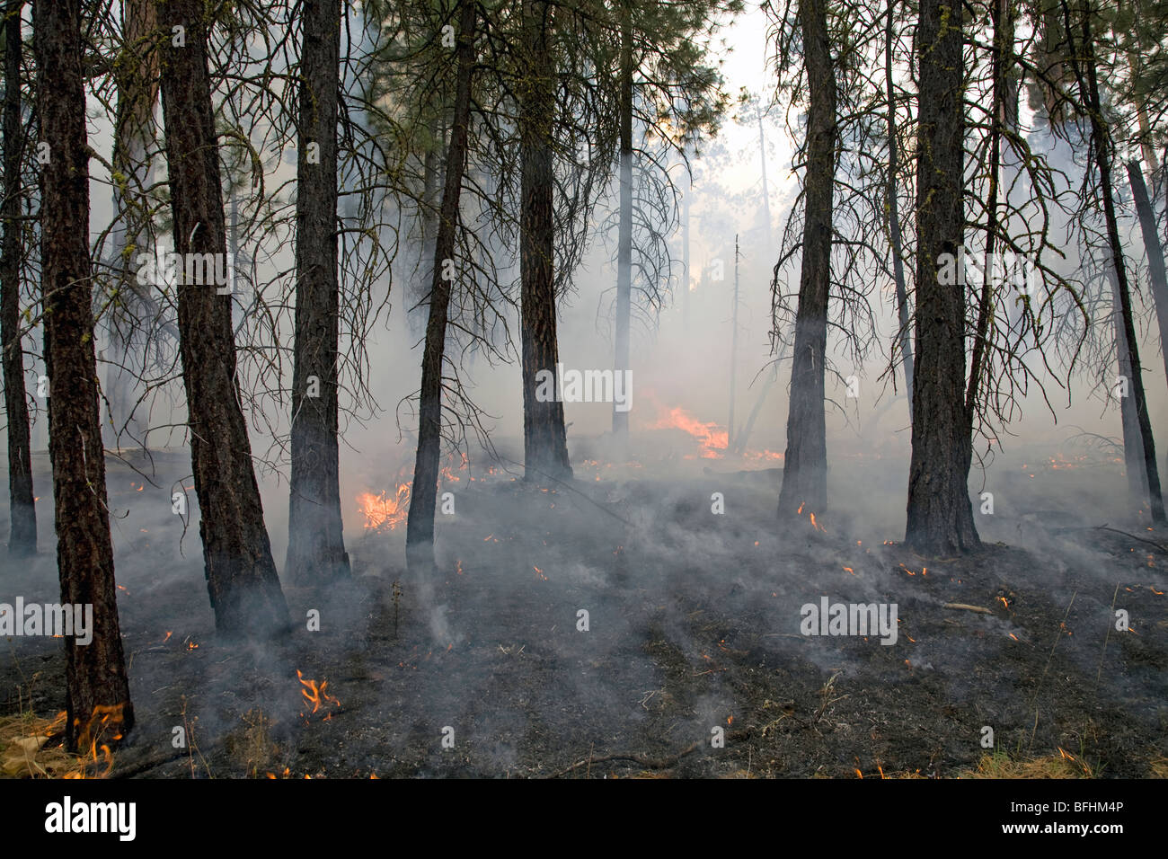 Hotshots e vigili del fuoco incendi di luce in una densa di pino e di foreste di abeti Foto Stock