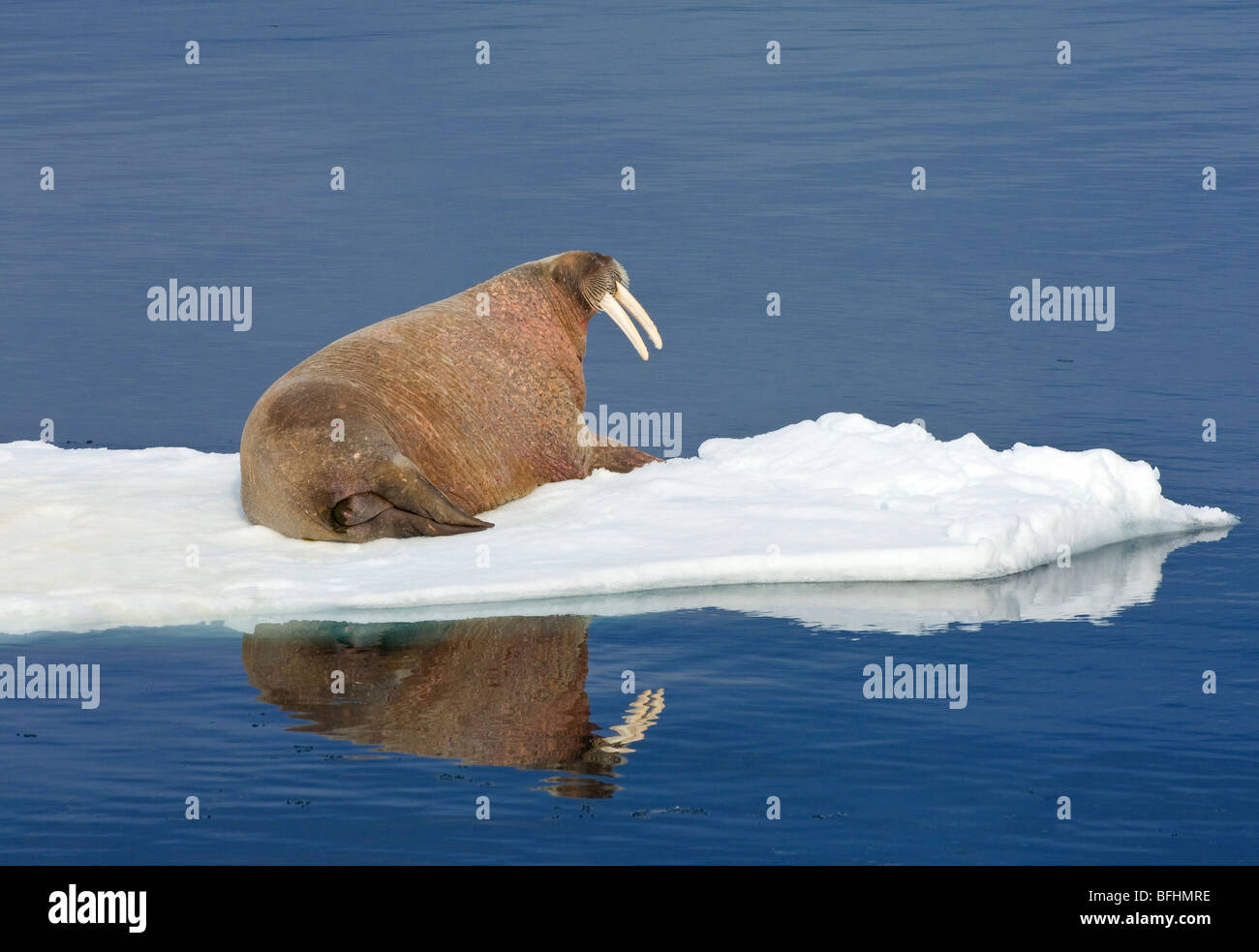 Atlantic trichechi(es) (Odobenus rosmarus rosmarus) oziare sulla banchisa, arcipelago delle Svalbard, Arctic Norvegia Foto Stock