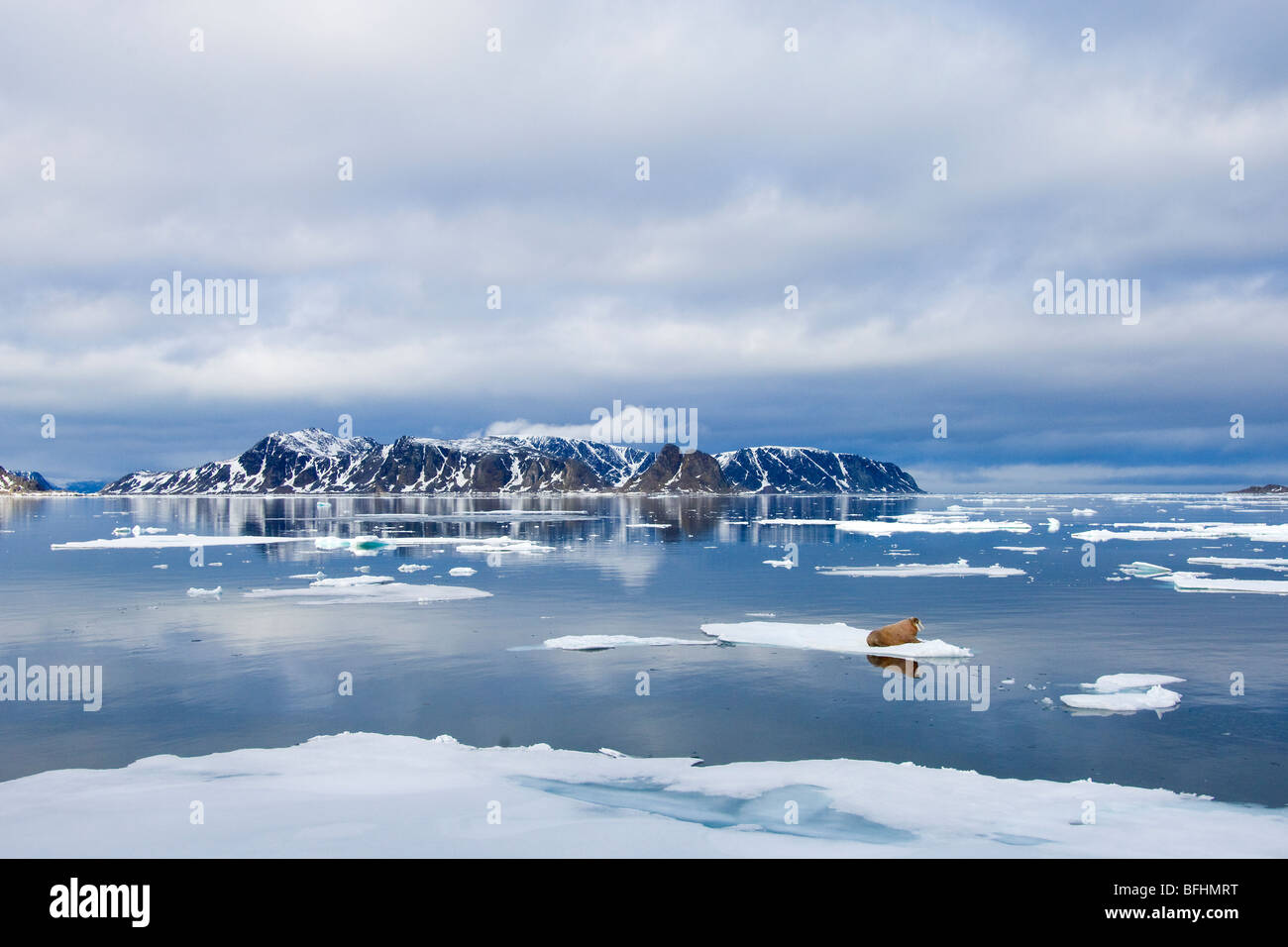 Atlantic trichechi(es) (Odobenus rosmarus rosmarus) oziare sulla banchisa, arcipelago delle Svalbard, Arctic Norvegia Foto Stock