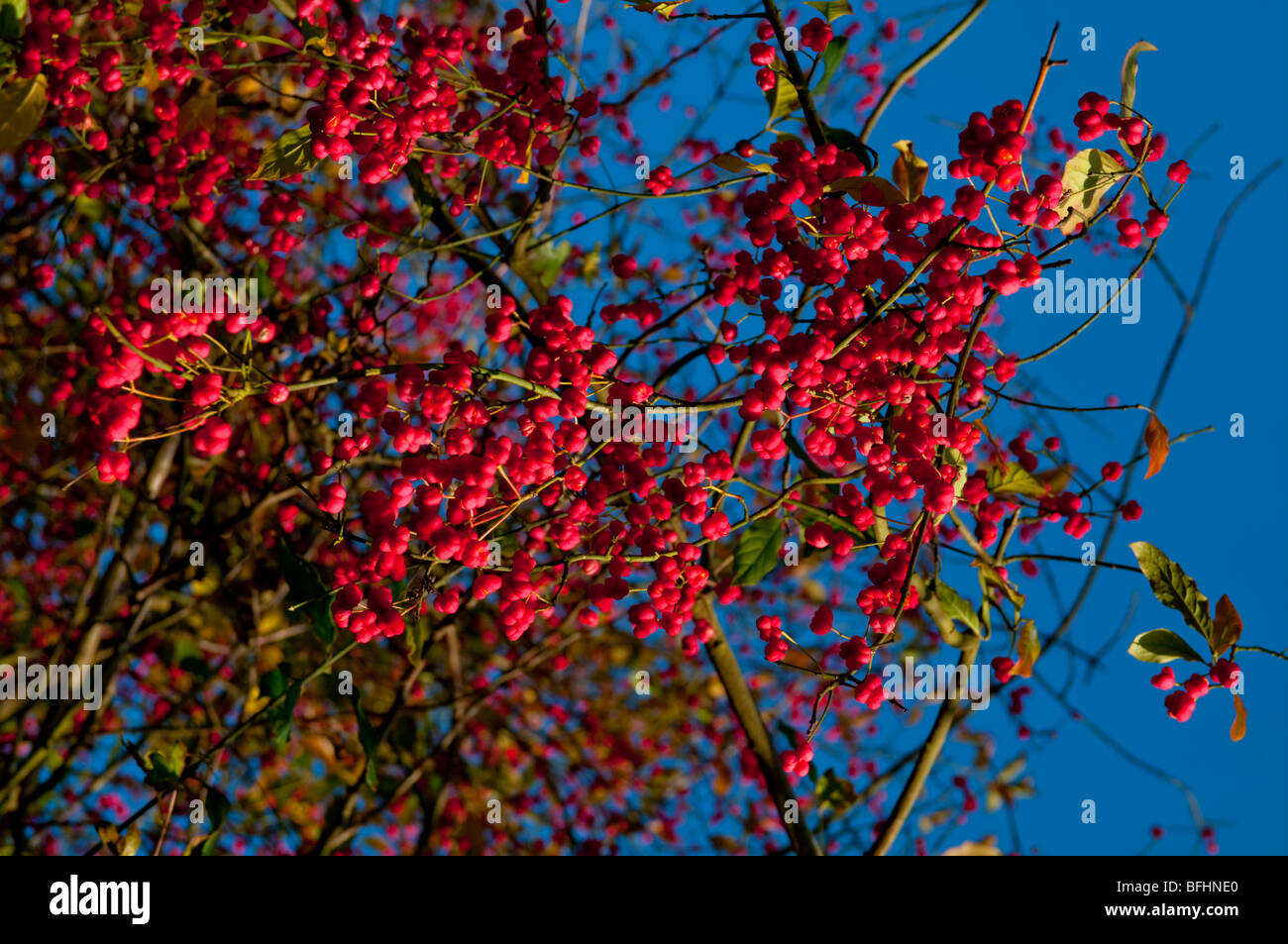 Europa, Regno Unito, Inghilterra, Surrey, albero di mandrino a bacca rossa Foto Stock